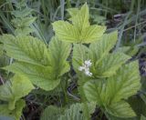 Rubus saxatilis. Верхушка цветущего растения. Ярославская обл., г. Переславль-Залесский, дендрологический парк им. С. Ф. Харитонова, опушка вдоль пруда. 12.06.2022.