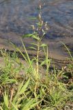 Persicaria lapathifolia. Цветущее растение. Карелия, г. Медвежьегорск, берег Онежского оз. близ ул. Онежская, луговина на песчаном пляже. 06.08.2022.