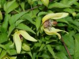 Clematis serratifolia. Цветки и листья. Луганская народная республика, г. Луганск, ж. д. 10.09.2023.