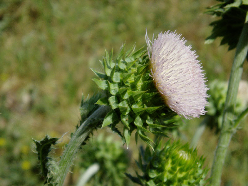 Изображение особи Carduus coloratus.