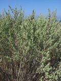 Artemisia taurica. Зацветающее растение. Крым, Тарханкутский п-ов, окр. с. Оленевка. 16 сентября 2011 г.