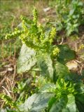 Mercurialis annua. Цветущее растение. Черноморское побережье Кавказа, г. Новороссийск. 1 января 2012 г.