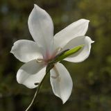 Magnolia kobus