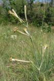 Silene bupleuroides. Соцветие. Крым, гора Агармыш, восточный склон. 13 июня 2012 г.
