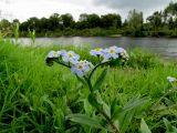 Myosotis palustris