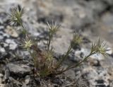 Minuartia glomerata