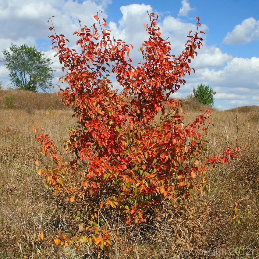 Изображение особи Pyrus pyraster.