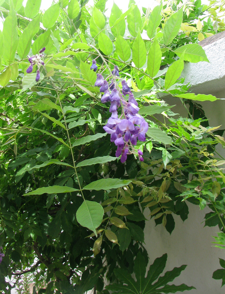 Изображение особи Wisteria sinensis.