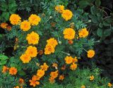 Tagetes patula