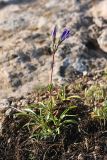 Gentiana olivieri. Расцветающее растение. Южный Казахстан, горы Каракус. 16.05.2013.