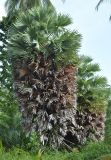 Borassus flabellifer. Вегерирующие растения. Таиланд, остров Пханган. 24.06.2013.