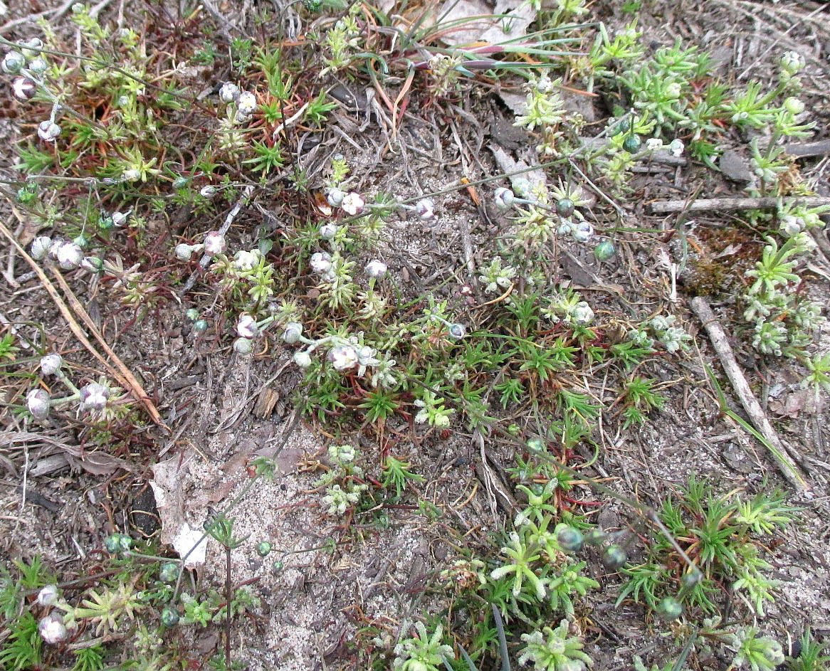 Изображение особи Spergula morisonii.