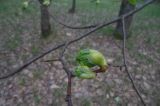 Tilia cordata