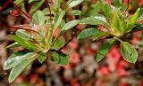 Rhododendron obtusum. Верхушки побегов с отцветшими соцветиями. Германия, г. Дюссельдорф, Ботанический сад университета. 04.05.2014.