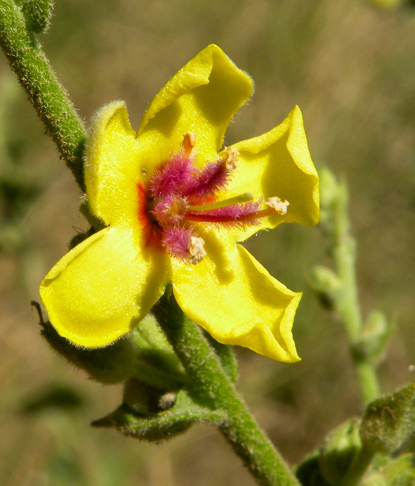 Изображение особи Verbascum sinuatum.