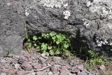 Geranium rotundifolium