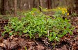 Omphalodes scorpioides