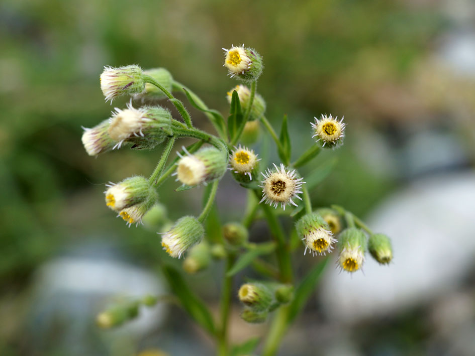 Изображение особи род Erigeron.