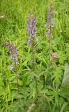 Aconitum leucostomum