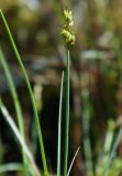 Carex heleonastes