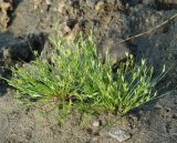 Juncus nastanthus. Плодоносящие растения. Иркутская обл., Иркутский р-н, близ устья р. Иркут, берег небольшого водоёма. 15.07.2015.