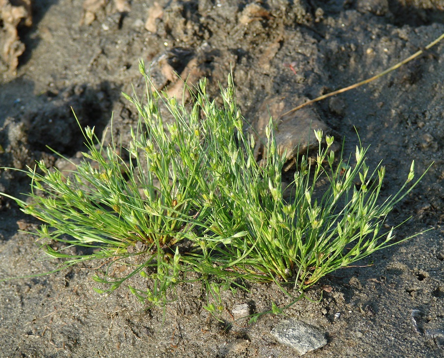 Изображение особи Juncus nastanthus.