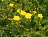 Potentilla chrysantha. Верхушки цветущих растений. Восточный Казахстан, Глубоковский р-н, окр. с. Тарханка, склон сопки. 07.06.2013.