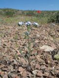 Lappula microcarpa. Цветущее растение. Казахстан, крайние юго-зап. шлейфы Джунгарского Алатау, правая сторона каньона р. Или в р-не вдхр. Капчагай. 11 апреля 2016 г.