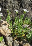 Cerastium polymorphum