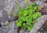 Potentilla brachypetala. Цветущее растение в расщелине между камней. Северная Осетия, Ирафский р-н, верховья р. Урух, ≈ 1800 м н.у.м., опушка смешанного леса. 05.07.2016.