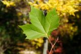 Platanus × acerifolia