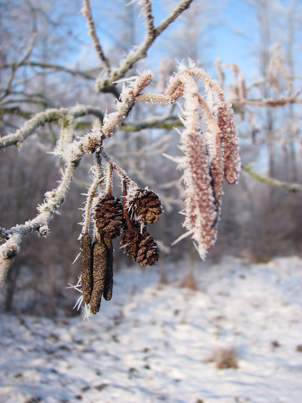 Изображение особи Alnus glutinosa.