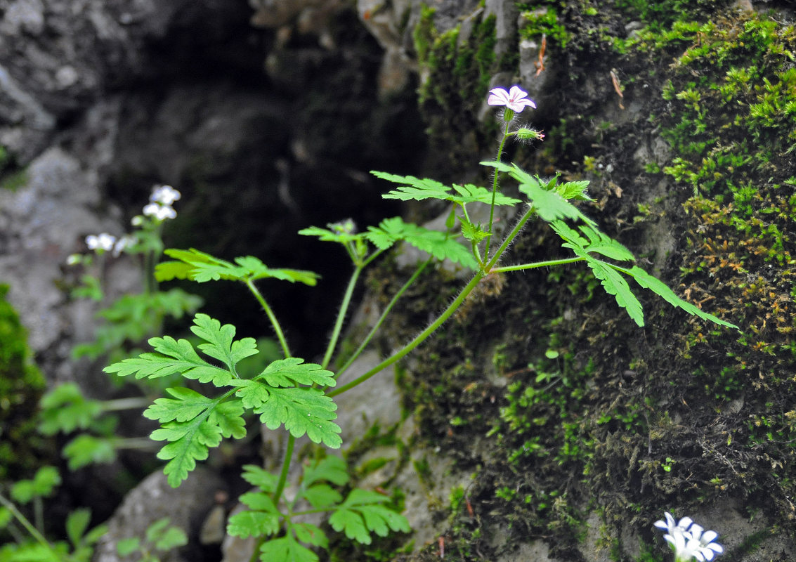 Изображение особи Geranium robertianum.