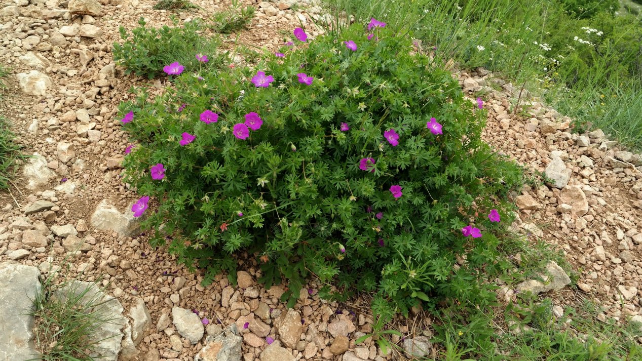 Изображение особи Geranium sanguineum.