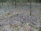 Hepatica nobilis