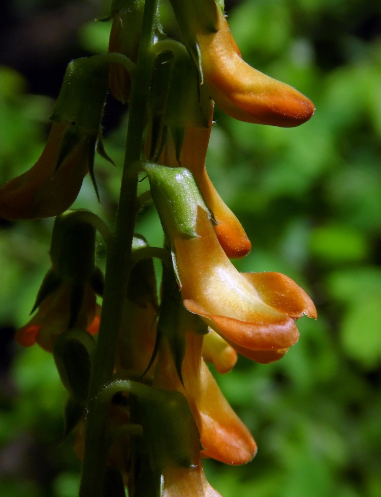 Изображение особи Lathyrus aureus.