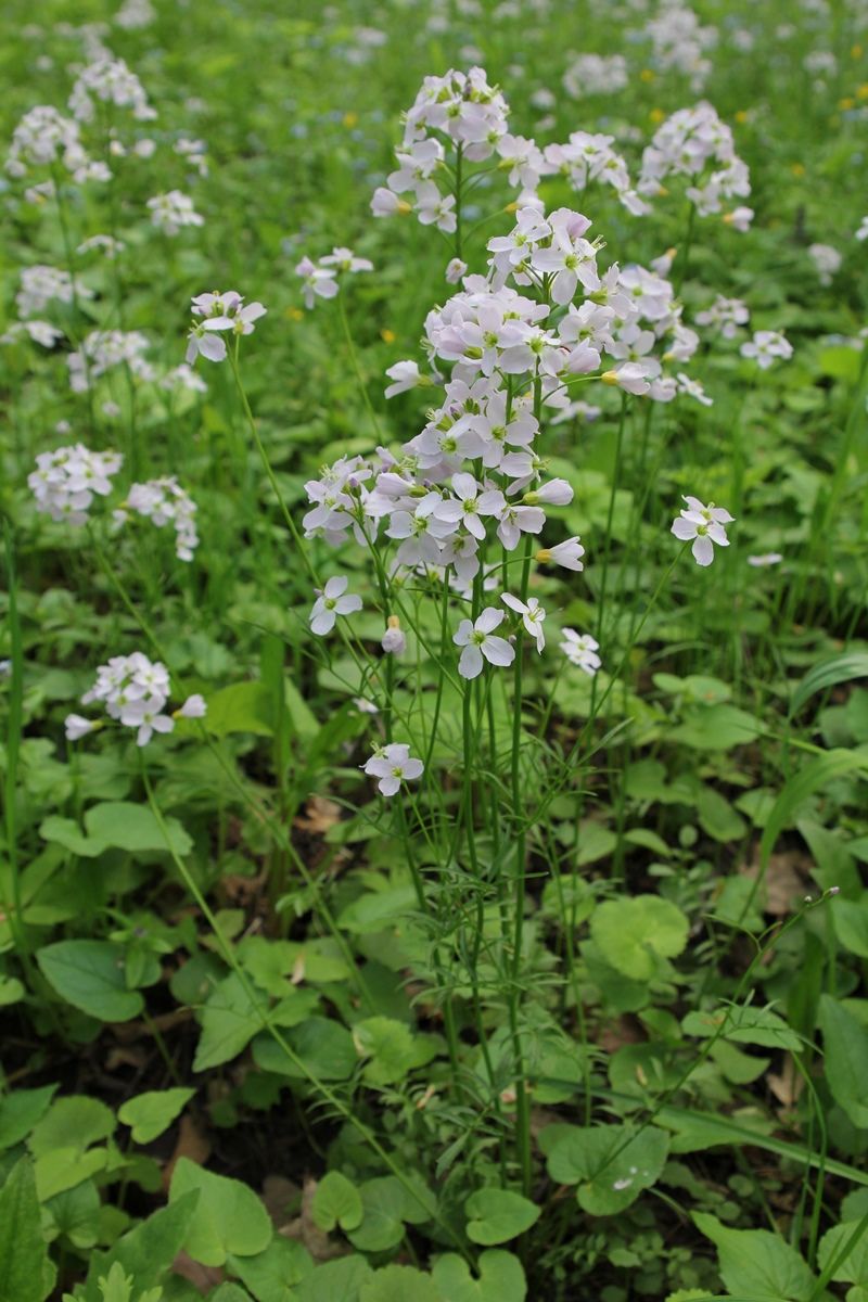 Изображение особи Cardamine dentata.