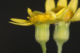 Senecio vernalis