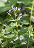 Brunnera macrophylla. Верхушка цветущего растения. Грузия, край Рача-Лечхуми и Нижняя Сванетия, Онский муниципалитет, окр. пос. Уцера, дол. р. Риони, выс. 1020 м н.у.м., смешанный лес. 07.05.2017.