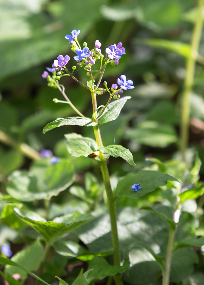 Изображение особи Brunnera macrophylla.