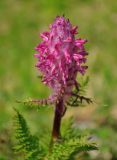 Pedicularis panjutinii