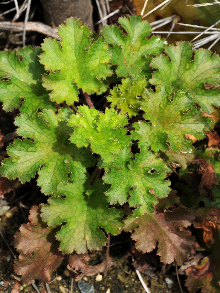 Изображение особи Heuchera maxima.