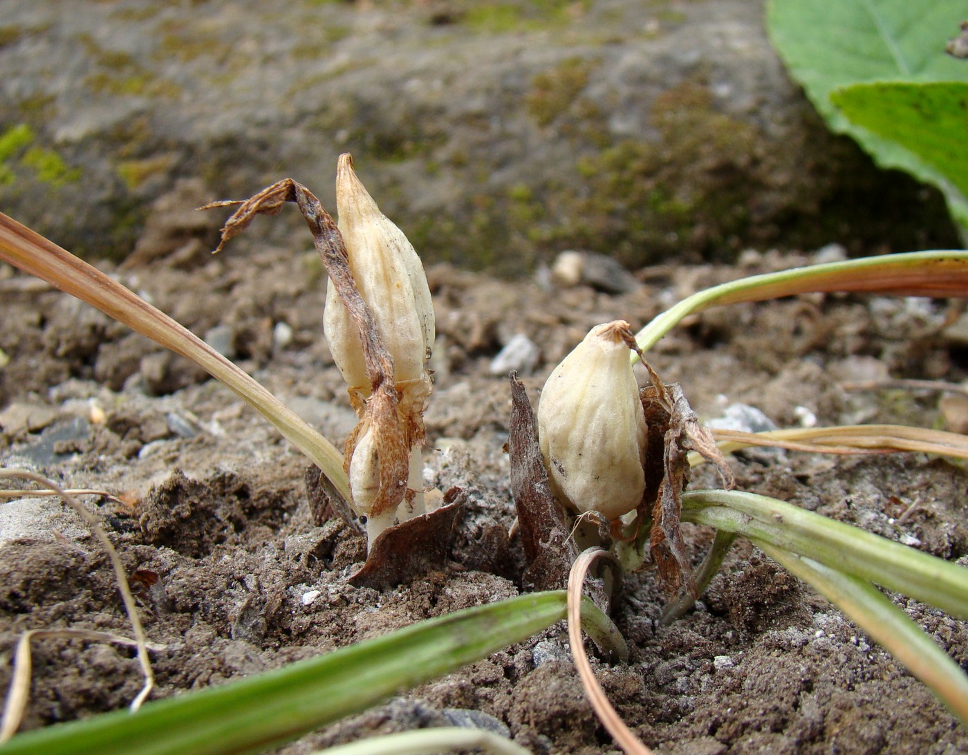 Изображение особи Crocus vernus.