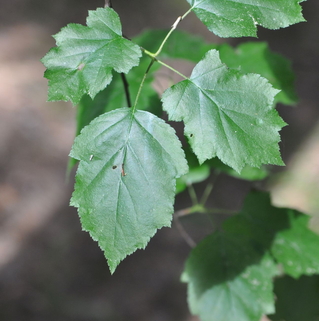 Изображение особи Sorbus torminalis.