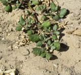 Trianthema portulacastrum. Верхушка ветки цветущего и плодоносящего растения. Израиль, Шарон, окр. г. Герцлия, сад цитрусовых, сорное. 10.06.2015.