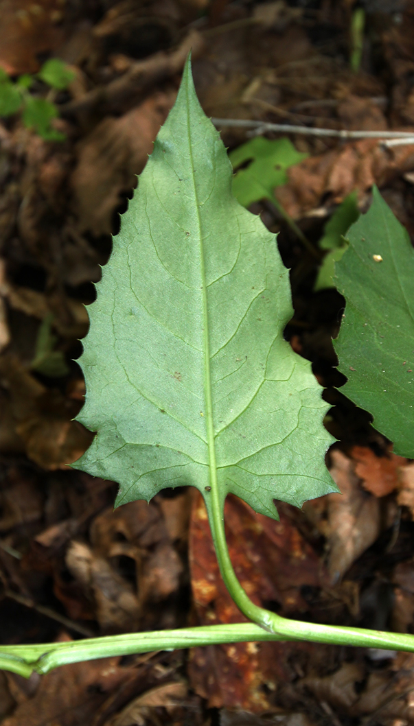 Изображение особи Saussurea subtriangulata.