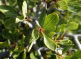 Rhamnus lycioides подвид oleoides