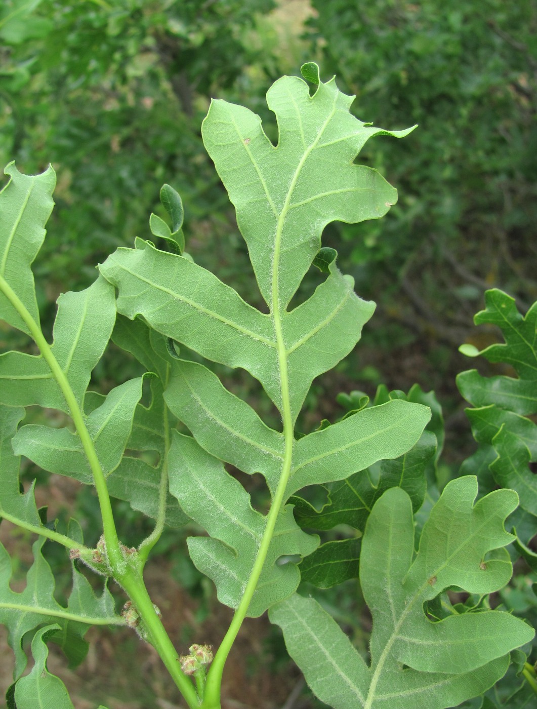 Изображение особи Quercus dalechampii.