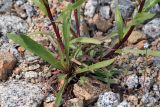 Erigeron politus