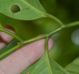 Myristica fragrans. Часть побега. Танзания, автономия Занзибар, о-в Унгуджа, Urban West Region, ферма специй \"Tangawizi\". 27.10.2018.